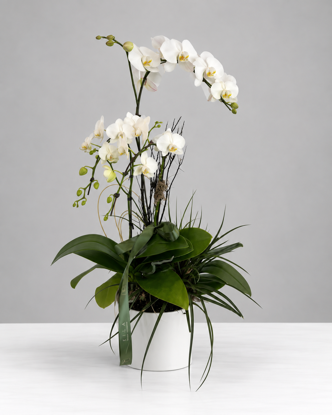Signature Orchids