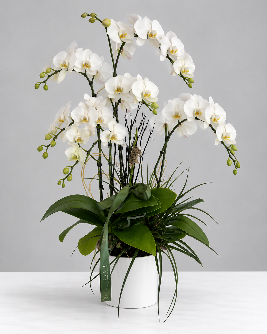 Signature Orchids