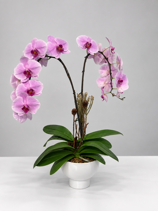 Signature Orchids