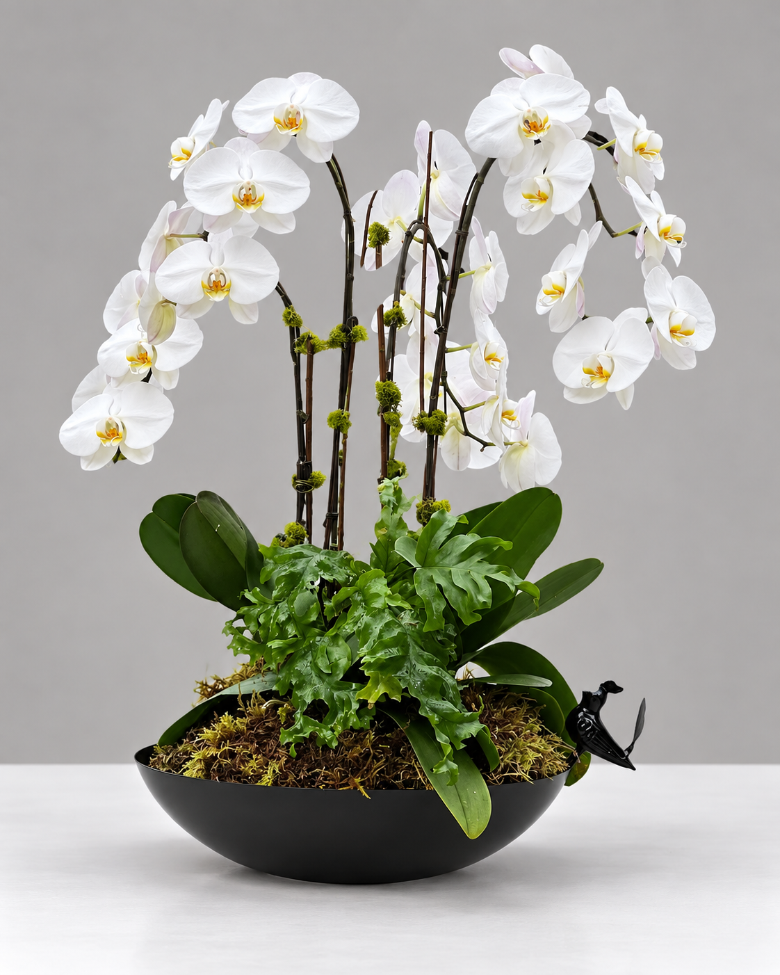 Signature Orchids